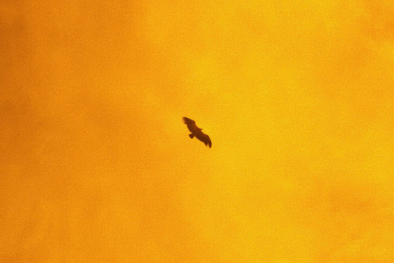 Marie Lanier Prix Ruinart 2025